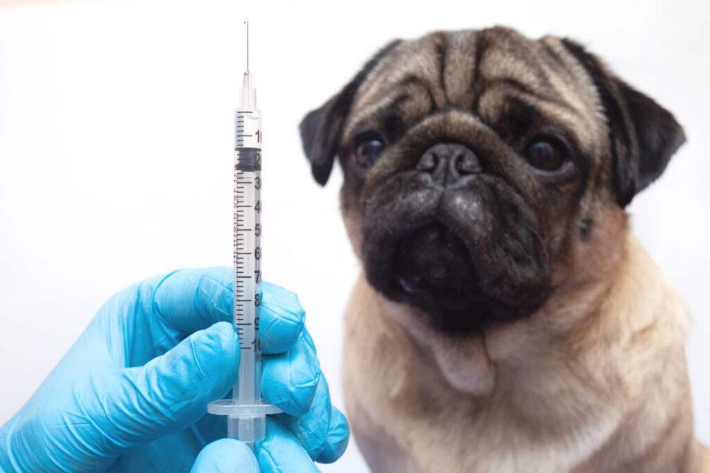 Pug vaccination hot sale